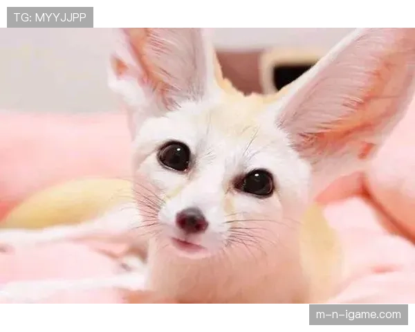 阿尔及利亚沙漠之狐面临栖息地变化，生存状况引发关注